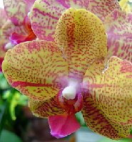 orchid at Arb.jpg