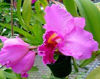 orchids in hot pink.jpg