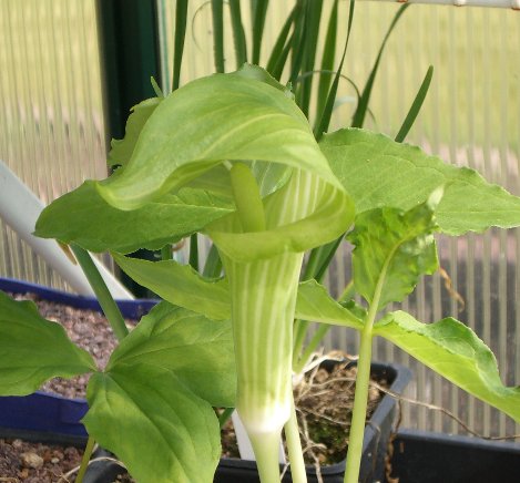 Arisaema triphyllum 051706.jpg