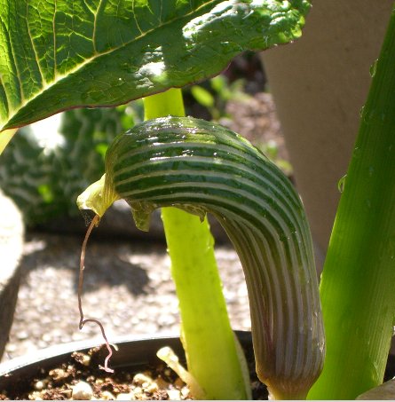 Arisaema galeatum 051706.jpg