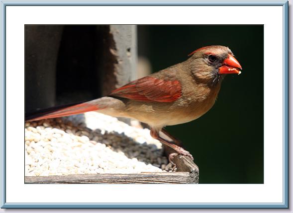 Female Cardinal -ps.jpg