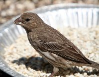 Females Sparrow.jpg