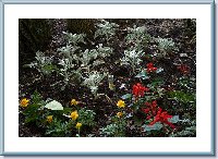 Salvia-Dusty Miller-Colleus.jpg