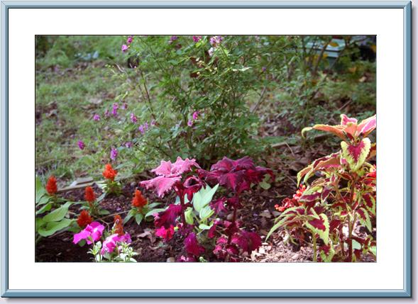 Coleus-Lav-Rose-05-20-06.jpg