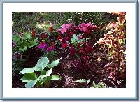 Coleus Bed Raise Bed-05-20-06.jpg