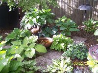 The only hostas I can identify with certainty in this photo are: Golden Tiara (to the right of the copper bowl), Krossa Regal (behind Golden Tiara), Halcyon (to the left of Krossa Regal), Great Expectations (far right), and Royal Standard (in the foregrou