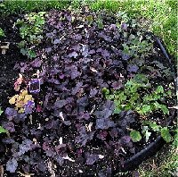 Heuchera seedlings 5 25 2006.jpg