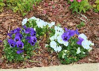 Callaway Pansies.jpg