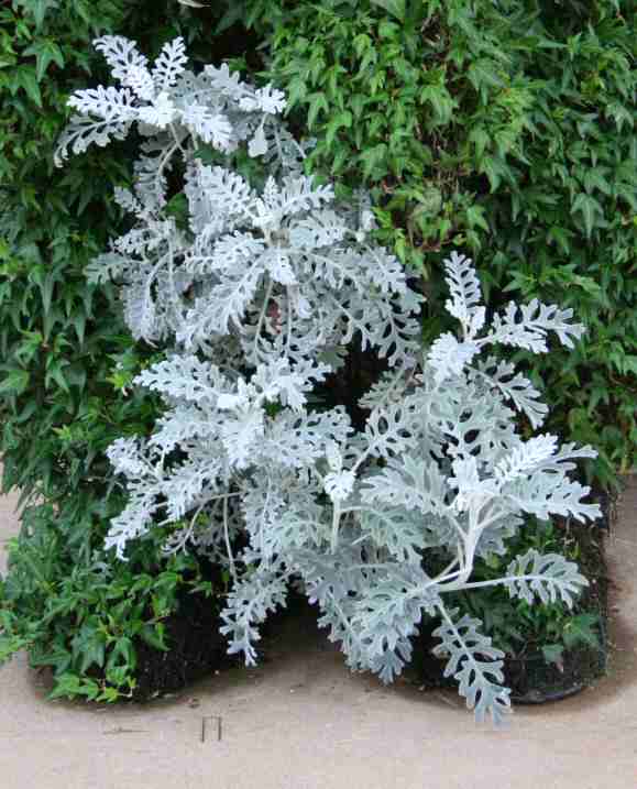 Callaway Dusty Miller............jpg