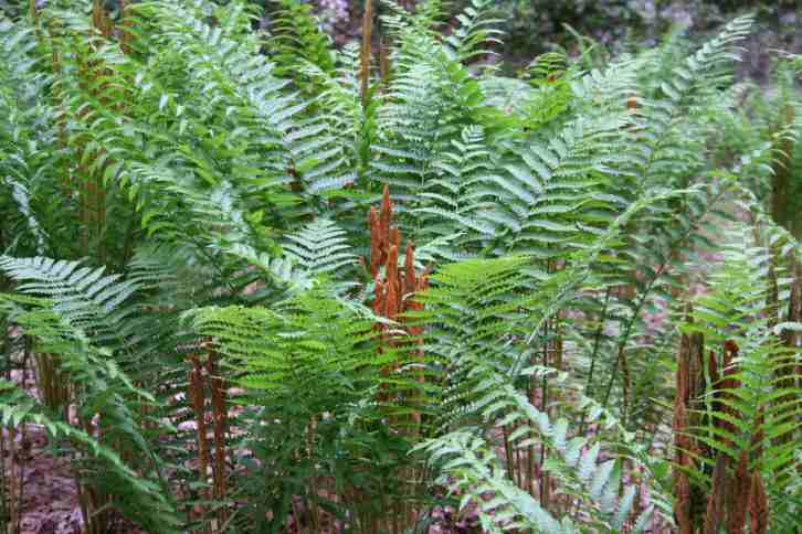 Callaway Cinnamon Fern.jpg