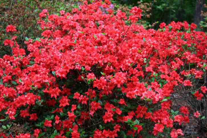 Ccallaway Azalea.jpg