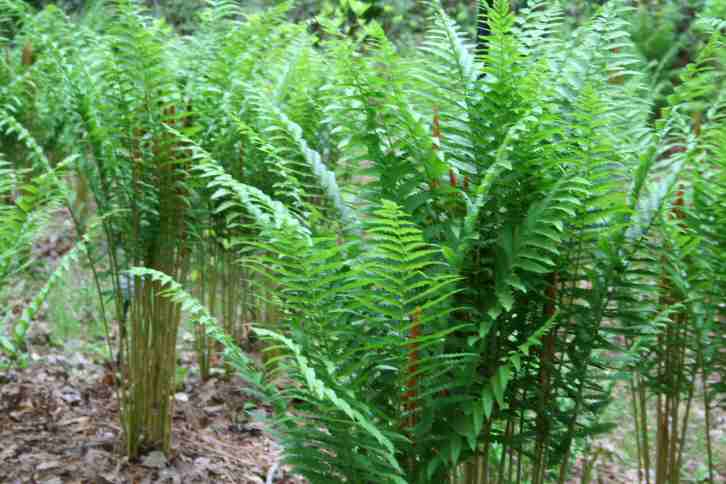 Calloway Woods Ferns.jpg