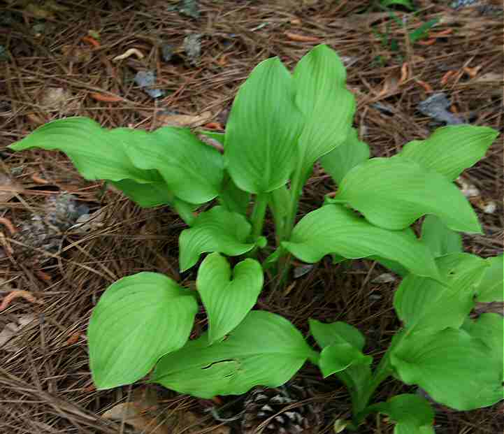 Callaway Woods Hosta.jpg