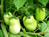 Tomatoes.Roma.30.jpg.jpg