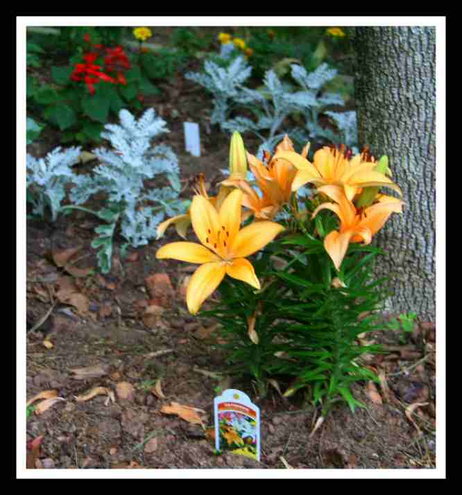 Yellow Pixie Lilium -05-28-06.jpg