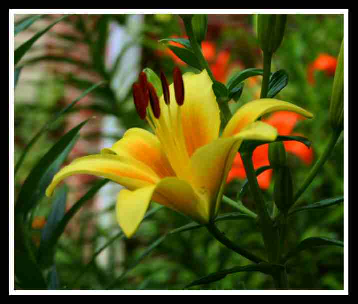 Yellow-Orange Asiaticv Lilium--06-03-06.jpg