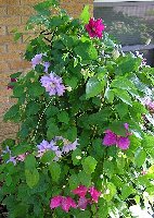 Clematis Blle Wking Nel Moser 6 6 2006.jpg