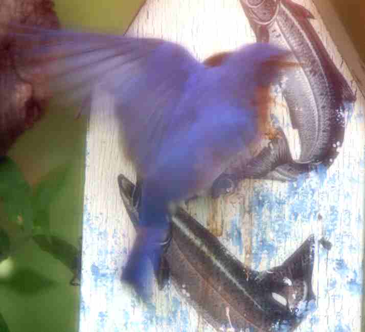 Blue Bird in Flight   05-06.jpg