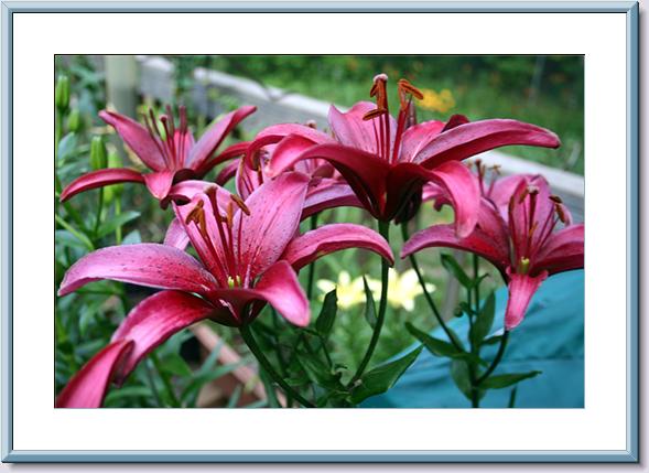 06-03-06 Asiatic Lilium- America.jpg