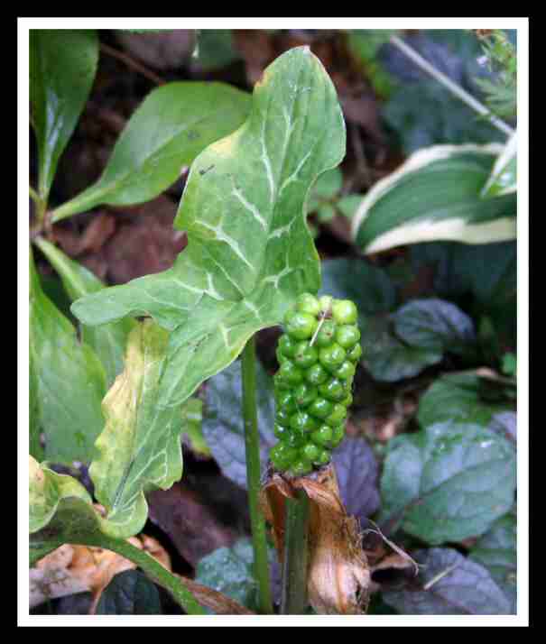 06-03-06 Arum Italicum Seed Pod HRz.jpg
