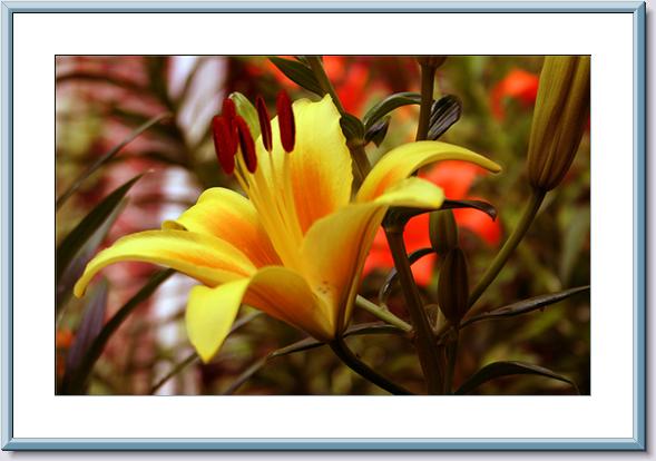 06-03-06 Full Asiatic Bloom-Yellow.jpg