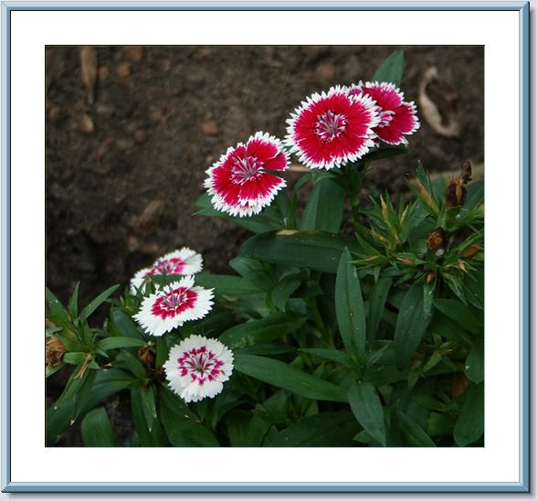 06-03-06 Dianthus-Raised Bed.jpg