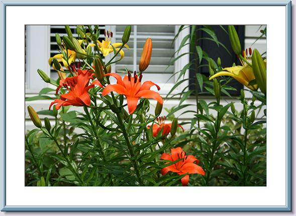 06-03-06 Front Lilium Bed.jpg