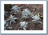 06-03-06 Dusty Miller-2 Shade Bed.jpg