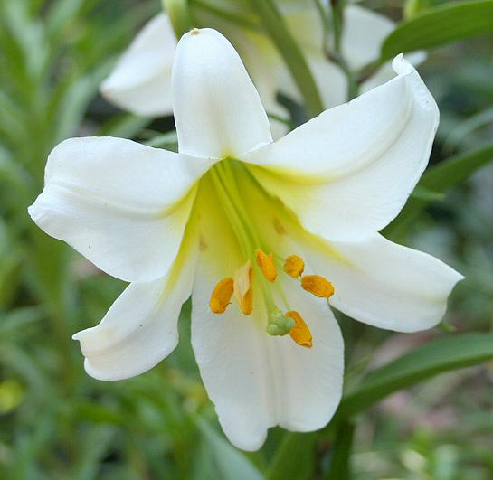 06-03-06 Regale Alba Lilium CU DPD.jpg