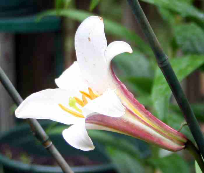 Lilium Regale SV HRZ.jpg