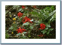 Shade Bed-Fern,Salvia.jpg