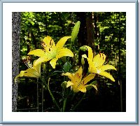 Multiple Yellow Asiatic in RB.jpg