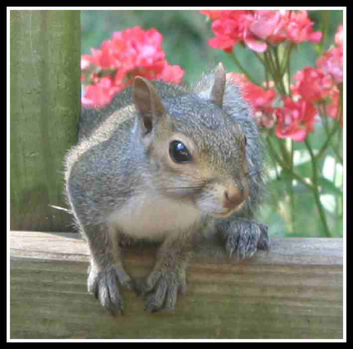 Deck Squirrel-4.jpg