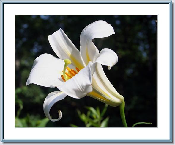 Lilium Regal ALba SV.jpg