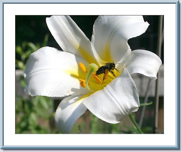 Honey Bee in Lilium  Regale Alba.jpg