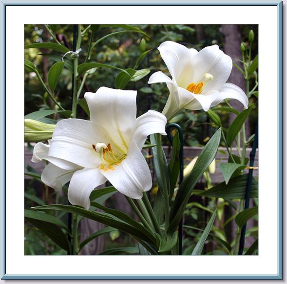 Dual Regale Liliums.jpg