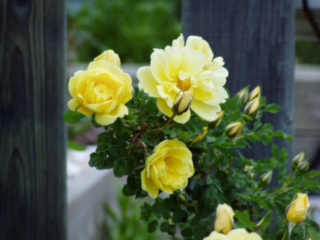 hazeldean rose 2.jpg