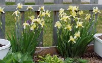 yellow iris 3.jpg