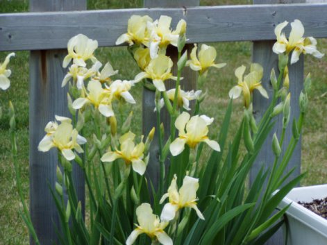 yellow iris 2.jpg