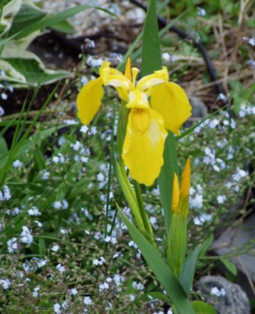 yellow water iris.jpg
