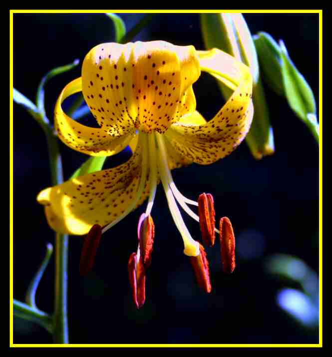 Citronella - 06 Lilium.jpg