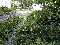 Just a few potted daylilies