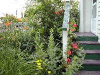 garden scene back steps with geraniums 2.jpg