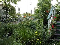garden scene back steps with geraniums.jpg