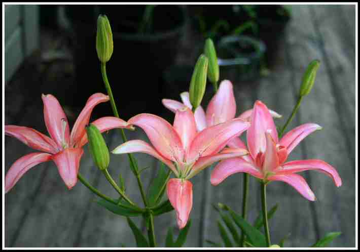 06 Lilium Aphrodite.jpg