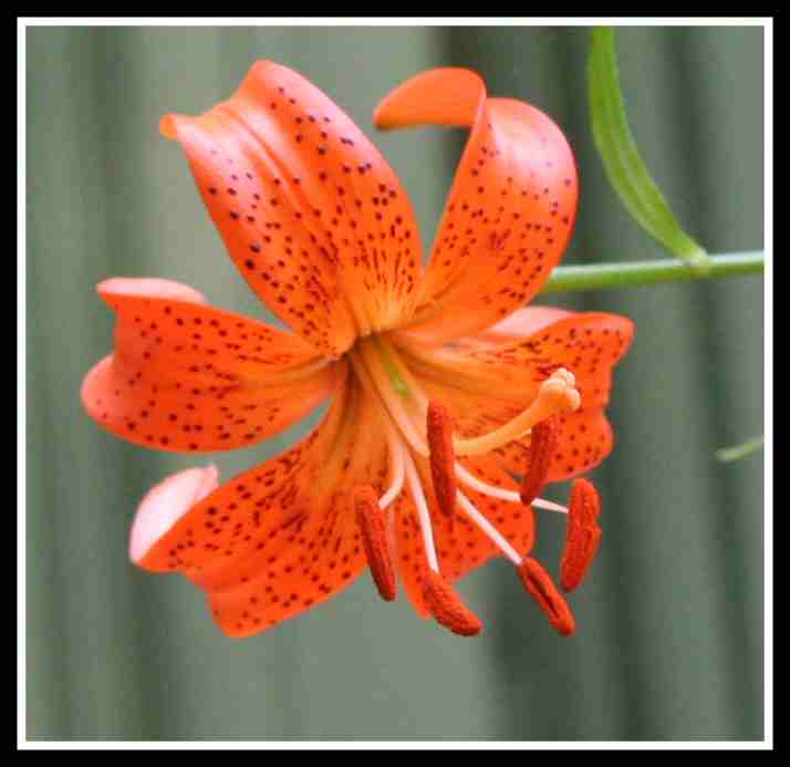 Species Lilium 06-23-06.jpg