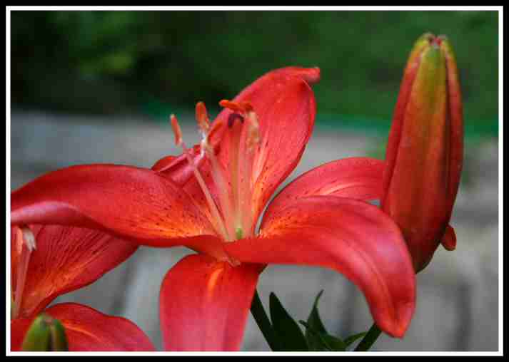 Lilium Sphinx - 06-23-06.jpg