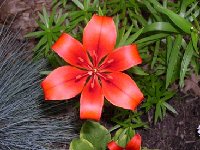 This one was just labelled &quot;lillium Red&quot;.  Since I love the color red, I bought it...and glad I did.