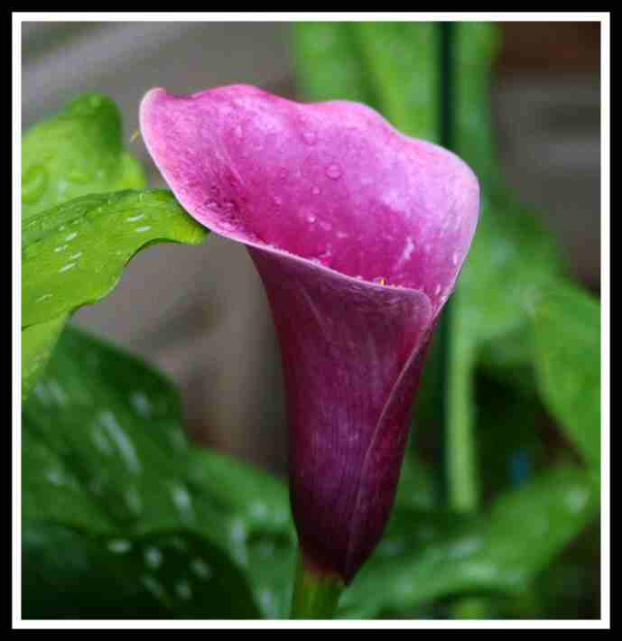 Purple Calla Lily -2 .jpg