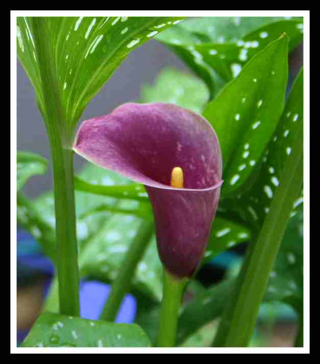 06-Purple Calla Lily.jpg